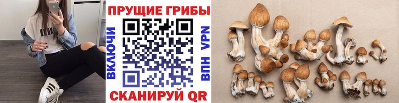 Галлюциногенные грибы мицелий  Новочебоксарск 